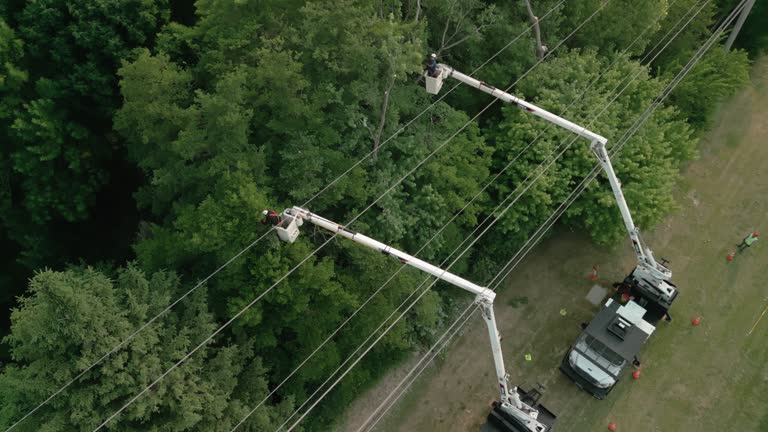 Stratford, CA  Tree Services Company